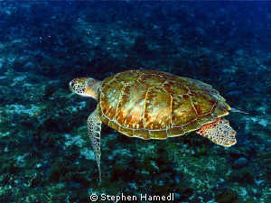Sea Turtle in Key Largo by Stephen Hamedl 